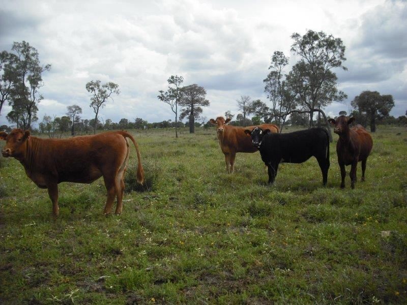 1 Warrego Hwy, Mitchell QLD 4465