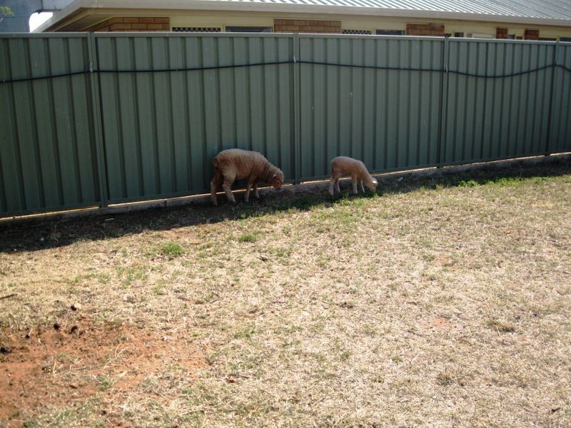 29 CHULUNGRA STREET, Quilpie QLD 4480