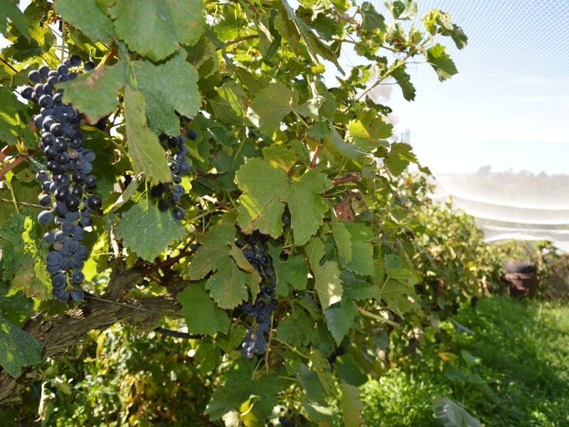 714 Coalville Road, Coalville VIC 3825