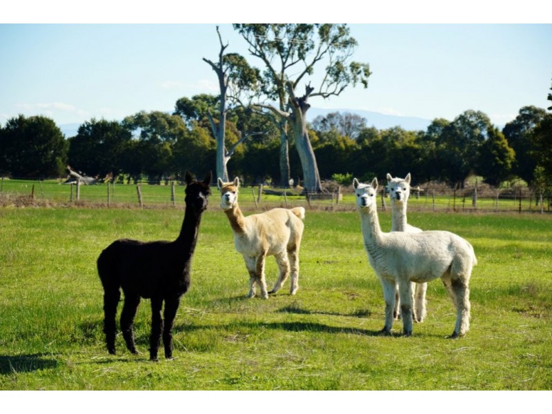 83 Shaws Ln, Rosedale VIC 3847