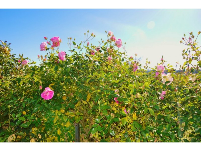 83 Shaws Ln, Rosedale VIC 3847