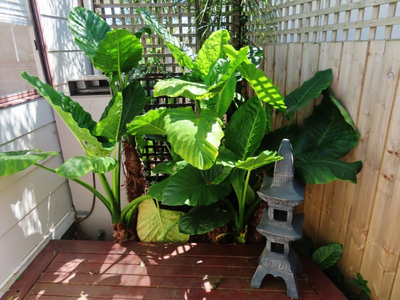 17 Dawson Street, Rosedale VIC 3847