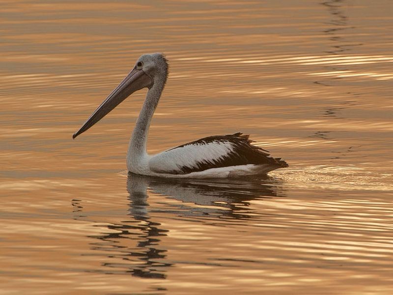 44 Woodlands Road, Taren Point NSW 2229