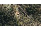 15 Charles Close, Kooralbyn QLD 4285
