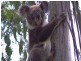 No 787 Camp Cable Road, Logan Village QLD 4207