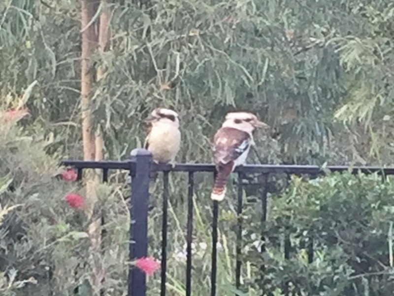 52 Carew Street, Yarrabilba QLD 4207