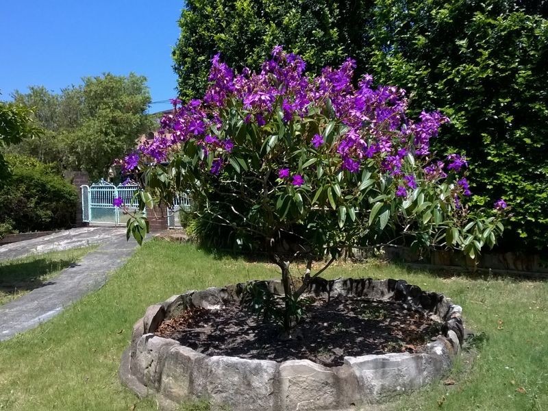 123 Prince Edward Ave, Earlwood NSW 2206