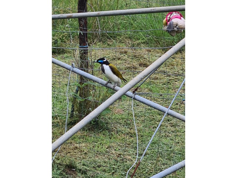 46 Coomba Waterhole Road, Maidenwell QLD 4615