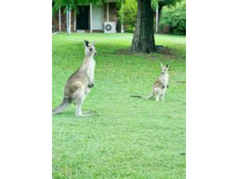 34 Coolbart Court, Morayfield QLD 4506