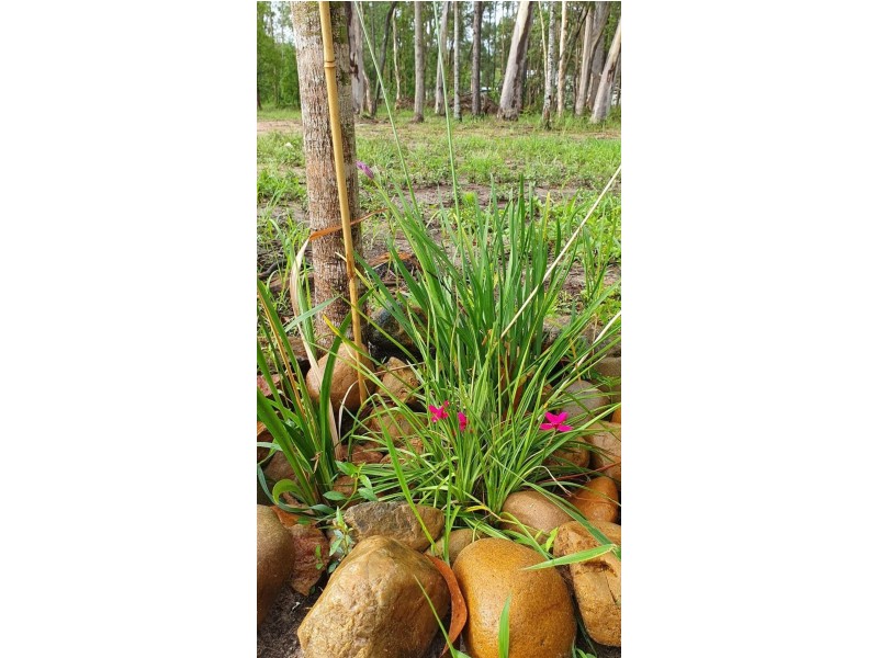 14 Arenga Court, Caboolture QLD 4510