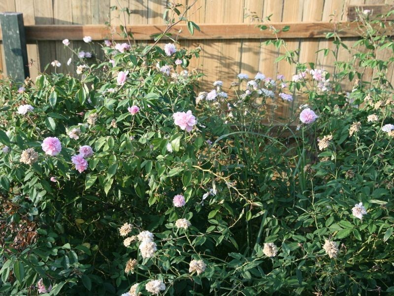 41 Comet Court, Delaneys Creek QLD 4514