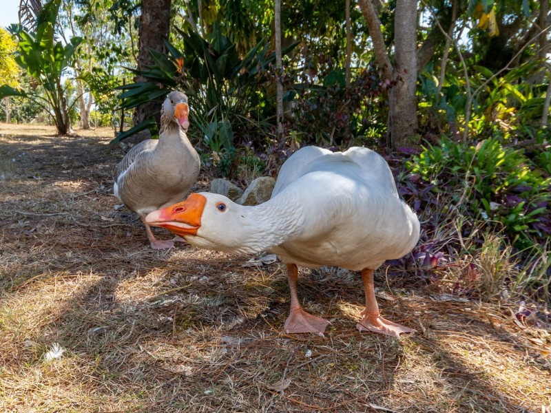 403 Villeneuve Road, Royston QLD 4515