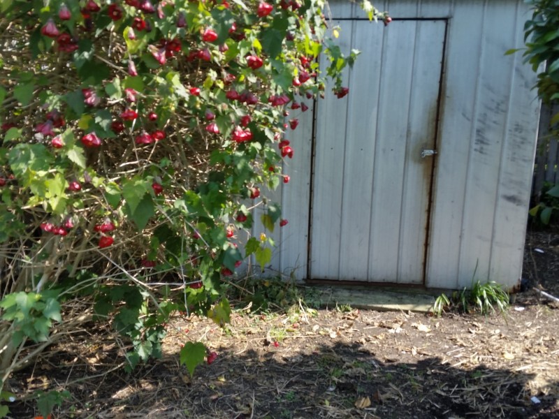 17 Bromley Street, Thomson VIC 3219