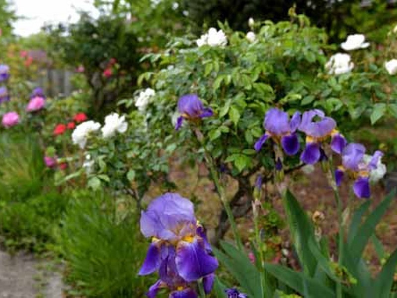 23 Sheridan Street, Hamlyn Heights VIC 3215