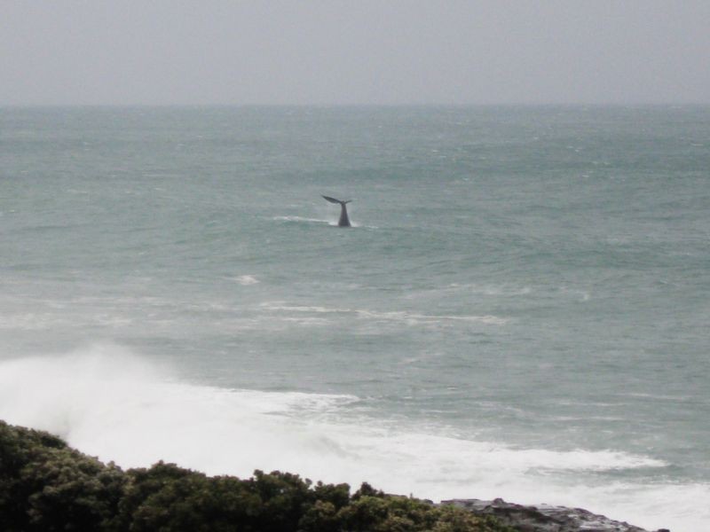 27 Great Ocean Road, Skenes Creek VIC 3233