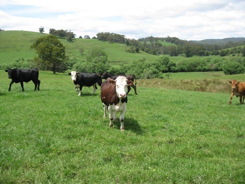 2745 Colac Forrest Road, Forrest VIC 3236