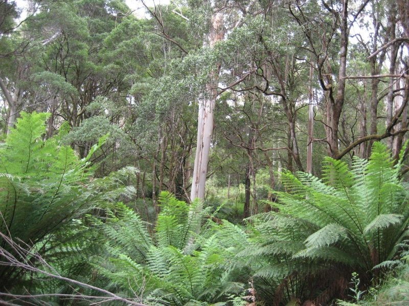 870 Forrest Apollo Bay Road, Barramunga VIC 3249