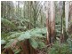 870 Forrest Apollo Bay Road, Barramunga VIC 3249