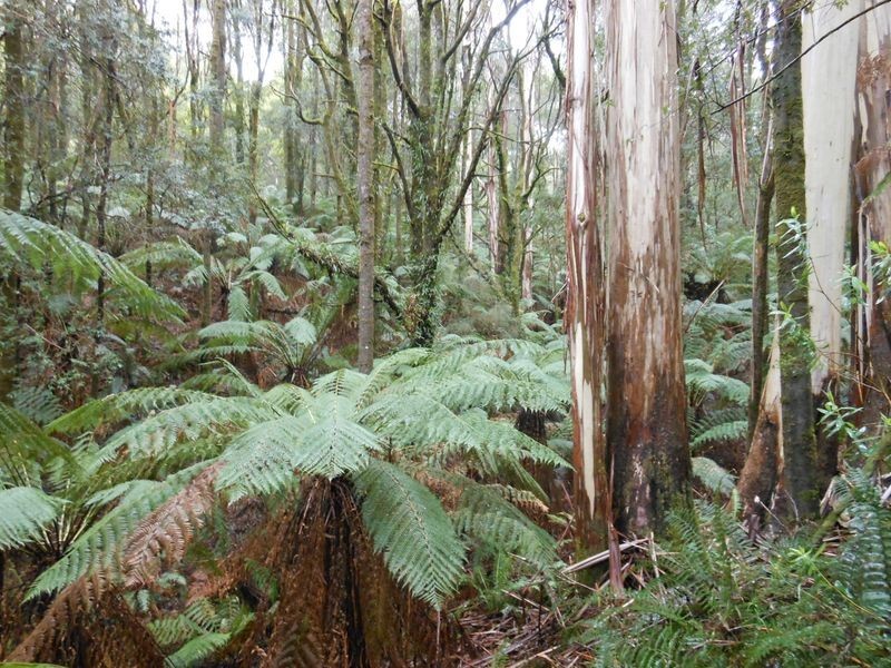 870 Forrest Apollo Bay Road, Barramunga VIC 3249