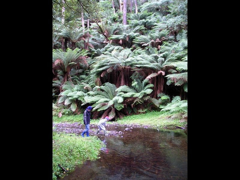 445 Killala Road, Apollo Bay VIC 3233