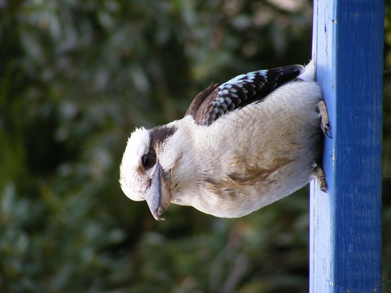 9 Otway Avenue, Skenes Creek VIC 3233