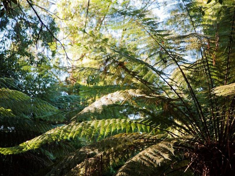 74 Broughtons Access, Apollo Bay VIC 3233