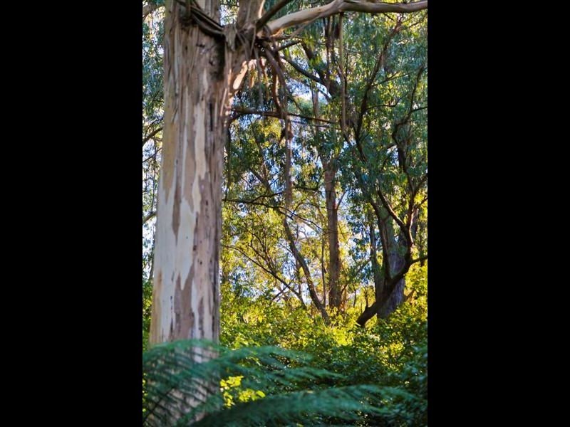 74 Broughtons Access, Apollo Bay VIC 3233