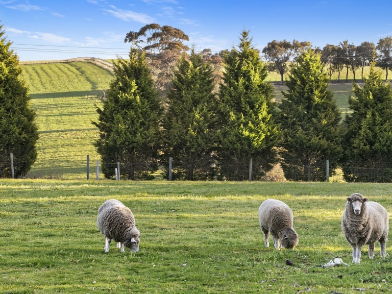 51-69 Scotchmans Road, Drysdale VIC 3222