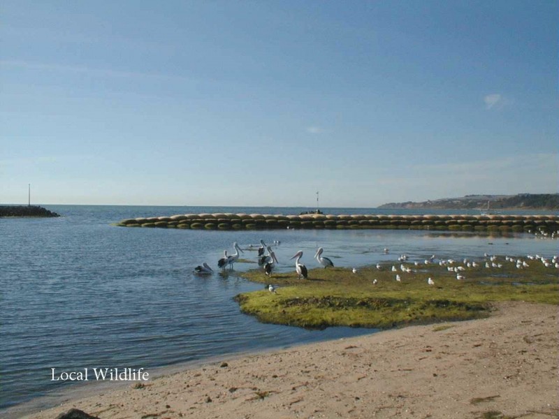 15 Leawarra Way, Clifton Springs VIC 3222