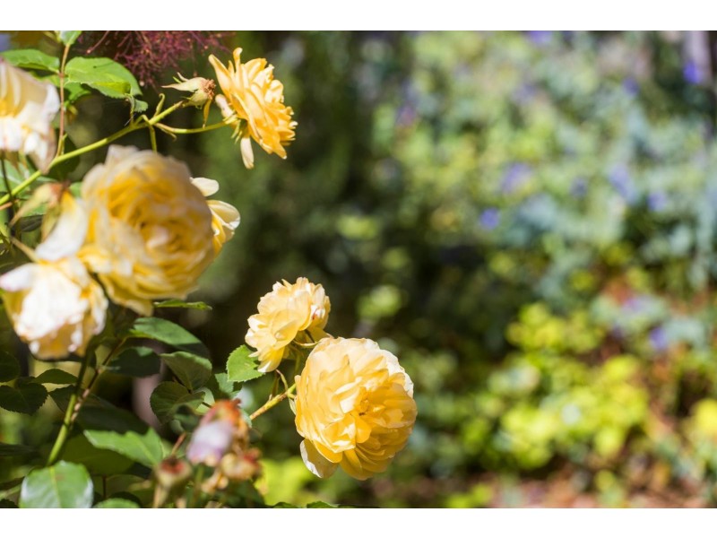 18-20 Bungalalli Avenue, Clifton Springs VIC 3222