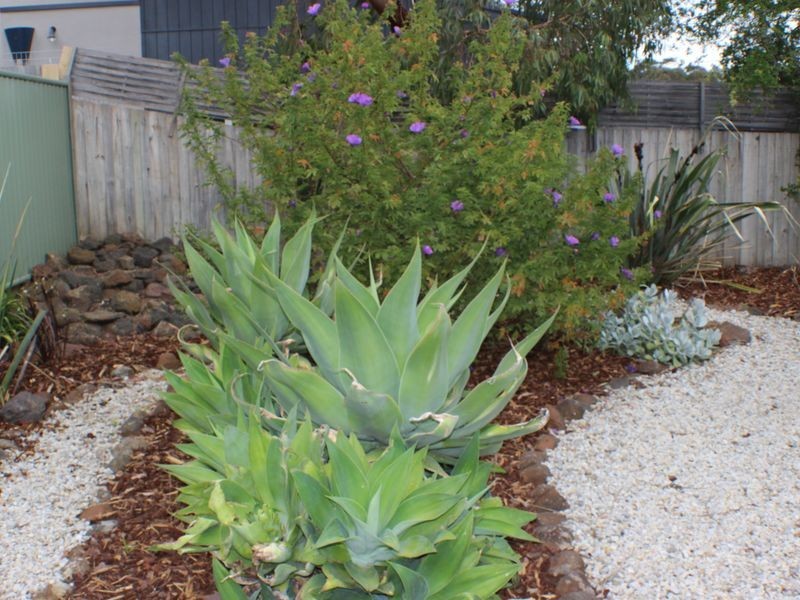 5/43 Presidents Avenue, Ocean Grove VIC 3226