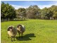 210 Rhinds Road, Wallington VIC 3221
