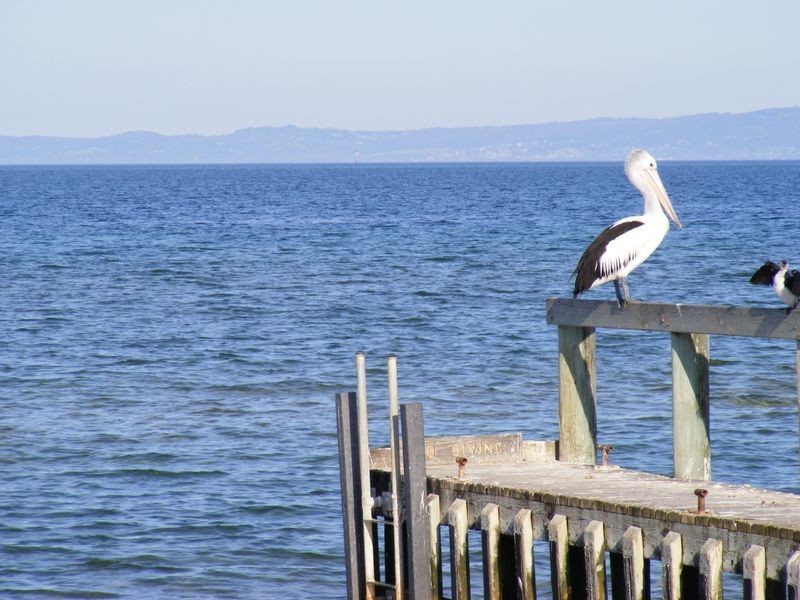 4 Calk Terrace, St Leonards VIC 3223