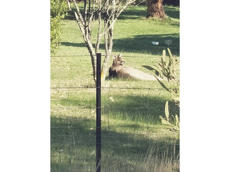 36 Hewitts Road, Linton VIC 3360