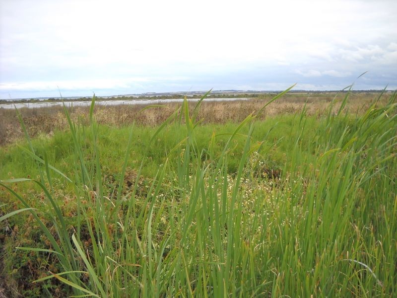 25 Cormorant Drive, St Leonards VIC 3223