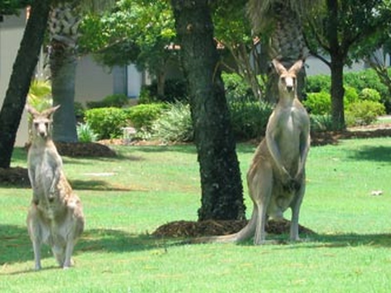 2/19 Santa Barbara Road, Hope Island QLD 4212