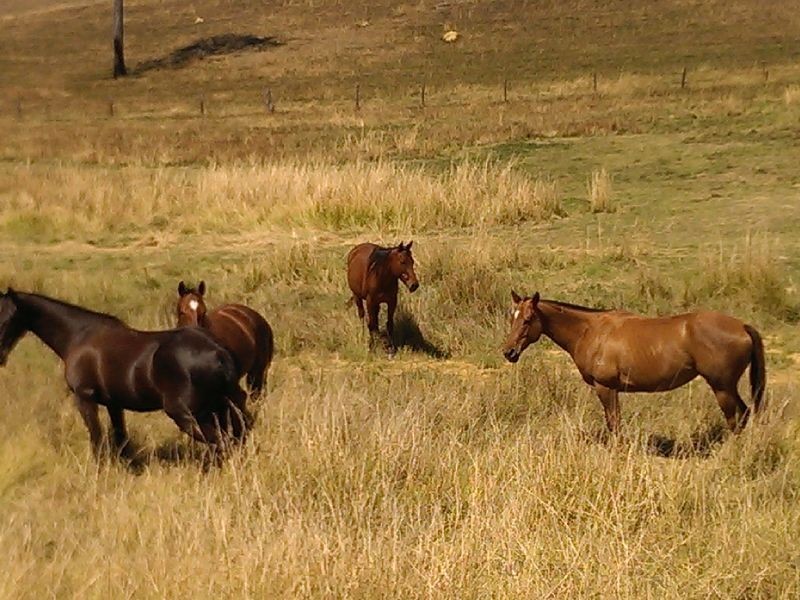 593 Knapp Creek Road, Beaudesert QLD 4285