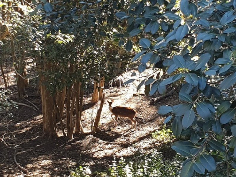 69 Arcadia Avenue, Gymea Bay NSW 2227