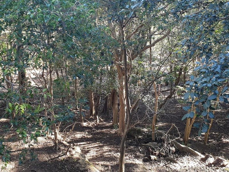 69 Arcadia Avenue, Gymea Bay NSW 2227