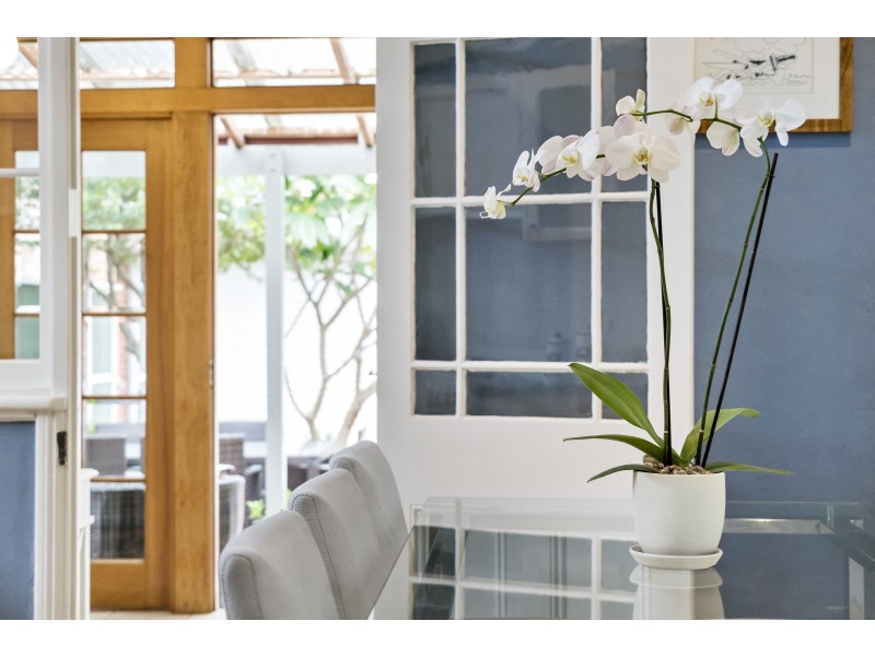 15 Plunkett Street, Naremburn NSW 2065