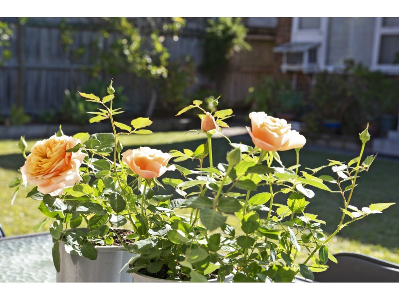 121 Boundary Street, Roseville NSW 2069