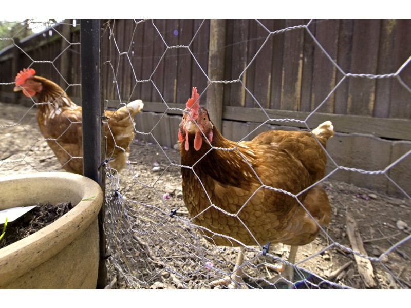 27 Pickles Street, Scullin ACT 2614