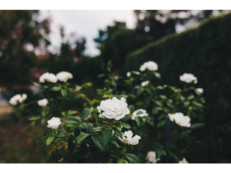 15 Challinor Crescent, Florey ACT 2615