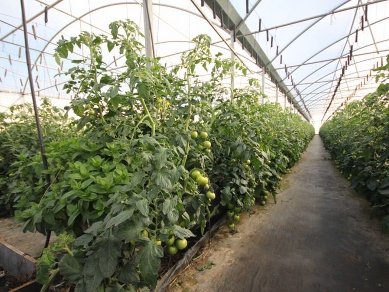 180 Mockingbird Road, Pheasants Nest NSW 2574