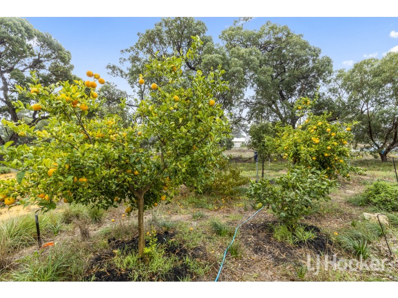 62 Oregano Drive, Two Rocks WA 6037