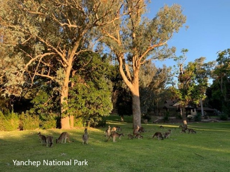 23 Current Street, Yanchep WA 6035