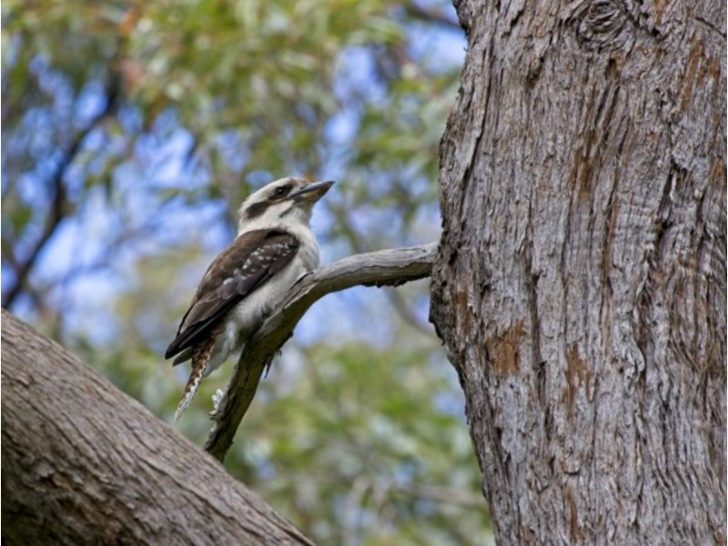 208 Tamarisk Drive, Gabbadah WA 6041