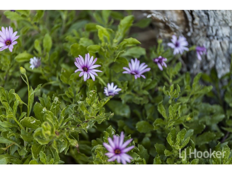 36 Kaiber Avenue, Yanchep WA 6035