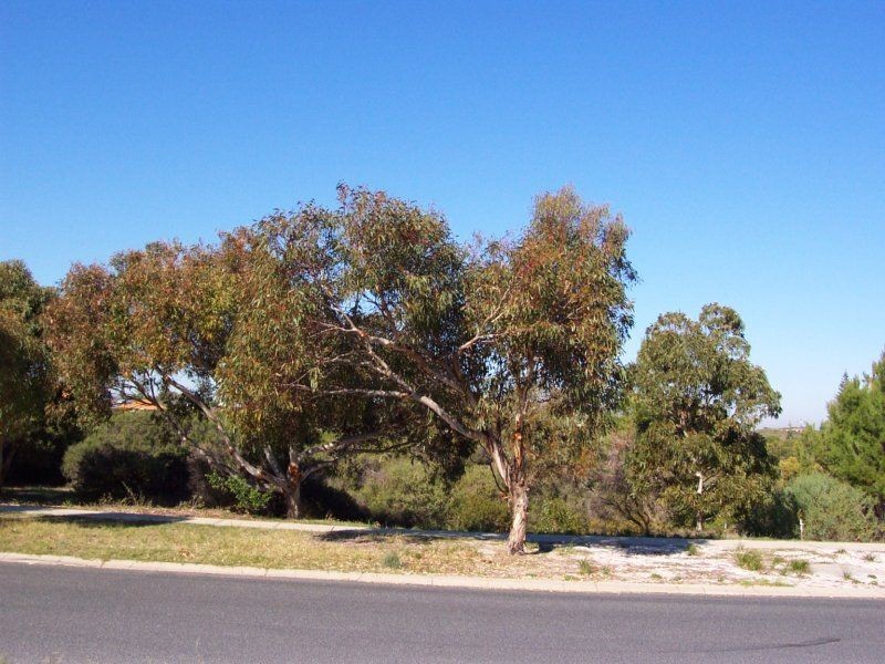 80 Cassilda Way, Two Rocks WA 6037