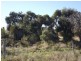 Lot 172 Heffron Way, Wilbinga WA 6041